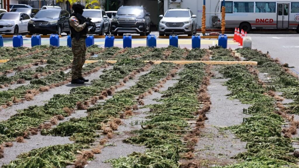Más de 3,000 plantas de presunta marihuana en Ocoa reavivan la alerta sobre vigilancia rural