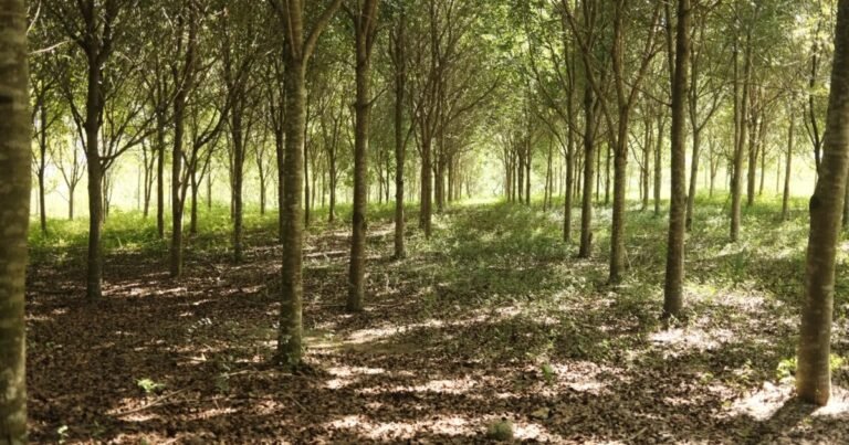 Propuesta de CAMIPE expone vacíos de la ley minera en cierre ambiental y control público
