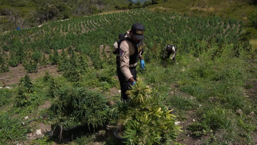 Más de 3,000 matas de marihuana fueron ocupadas en Ocoa en un operativo con tres detenidos