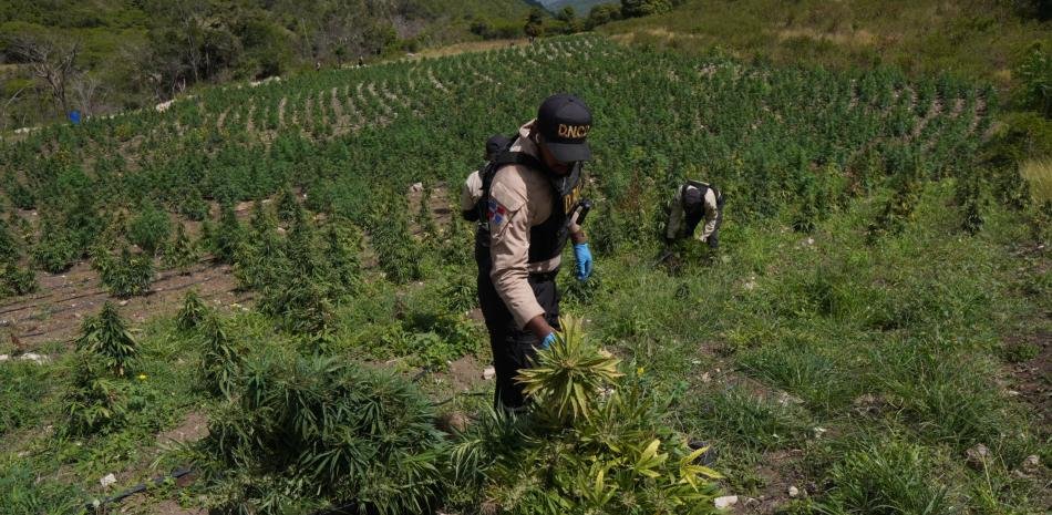 DNCD desmantela en Ocoa un cultivo de más de 3,000 plantas de marihuana en una finca rural