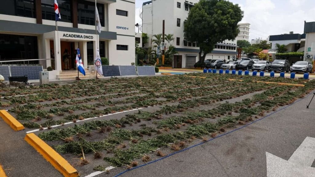 Decomisan 3,533 plantas de marihuana en Ocoa en la mayor intervención reportada por la DNCD