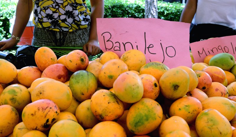 Baní será sede de Expo Mango 2026 con actividades técnicas y culturales, mientras se mantiene el reclamo de apoyo efectivo al sector