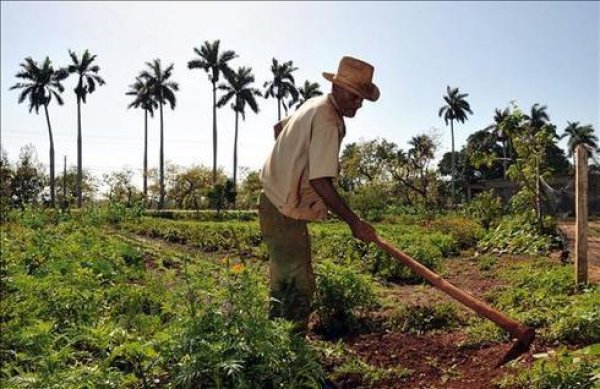 El agro dominicano avanza en el trimestre, pero persisten brechas de productividad en varios rubros
