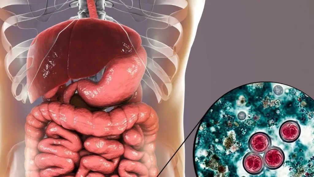 Brote de Cyclospora expone fallas de vigilancia sanitaria en EE.UU. mientras crecen los casos sin origen claro