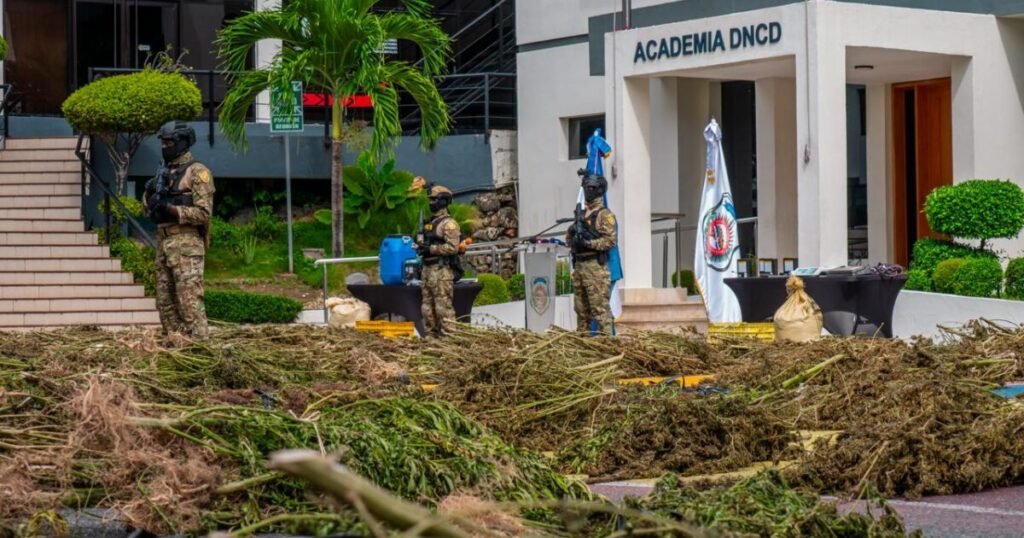 Azua: hallan 5,364 plantas de marihuana y miles en germinación en una zona bajo vigilancia previa