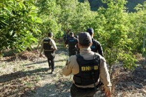 Operativo en Azua desmantela dos plantaciones de marihuana con 5,364 plantas y deja una detenida