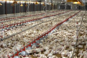 Importaciones de pollo se disparan 105% pese al alza de la producción local