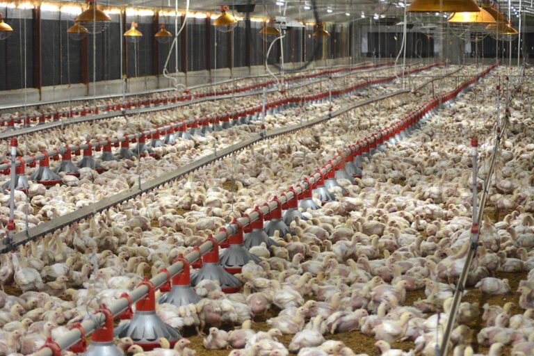 Importaciones de pollo se disparan 105% pese al alza de la producción local